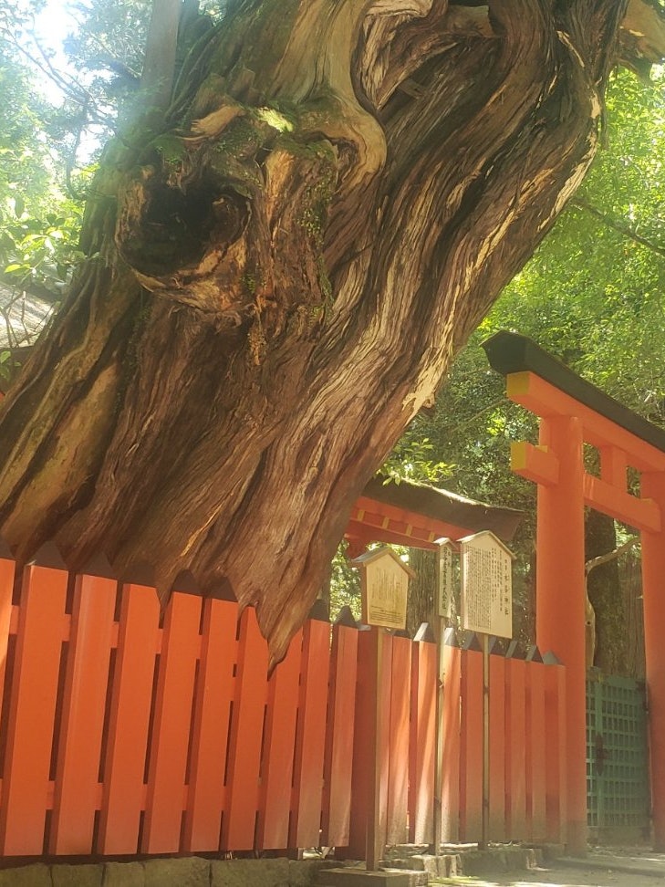 [相片1]春日大社的水谷神社，一個陽光透過樹木照射的宜人地方，很美。