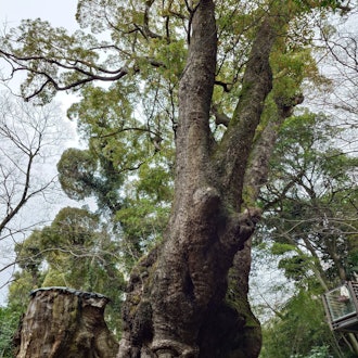 [이미지2]오랜만에 아타미시의 파워 스폿인 키노미야 신사에 다녀왔습니다.수령 2,100년 이상의 천연기념물인 녹나무의 운세를 그리면 잎이 귀엽다 🌿