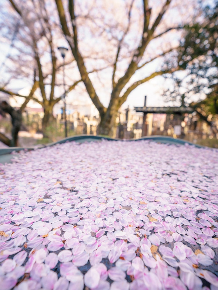 [Image1]A water bottle of cherry blossoms at Unryuji Temple. It was in full bloom.