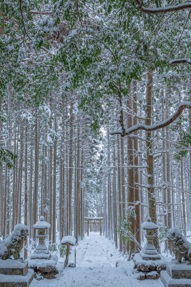 [相片1]这是京都京北贺茂郡的冬季景观。当我独自穿过积雪较多的山脉到达贺茂郡神社时，它的美丽给我留下了深刻的印象。参观完寺庙后，我忘记了大约两个小时的寒冷，热情地拍照。