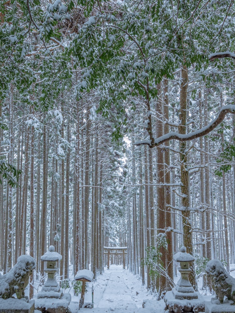 [相片1]這是京都京北賀茂郡的冬季景觀。當我獨自穿過積雪較多的山脈到達賀茂郡神社時，它的美麗給我留下了深刻的印象。參觀完寺廟后，我忘記了大約兩個小時的寒冷，熱情地拍照。