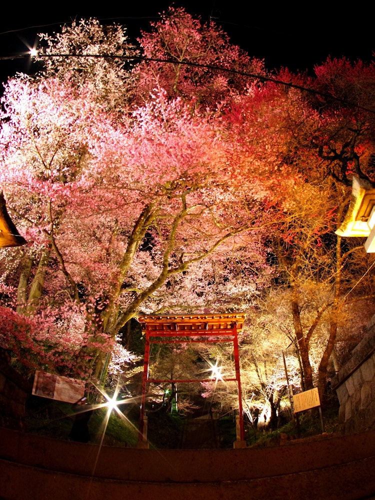 [相片1]它是长野县饭田市饭沼神社的樱花。灿烂！ 这是一部杰作！