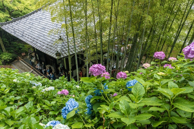 [画像1]梅雨の時期に見られる「紫陽花寺」こちらは、神奈川鎌倉市にある　　　　　　　　　　「長谷寺」一年中観光地ですが、特に梅雨の時期に見られる紫陽花は、見応えあり！整理券が配られるほどの人気っぷりです😄見頃　