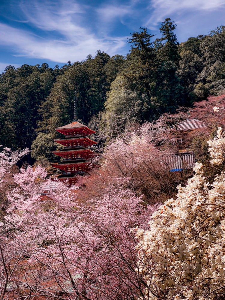 [相片1]春天長國寺春天，您可以通過櫻花和白蓮花看到五重塔。奈良縣櫻井市長國寺