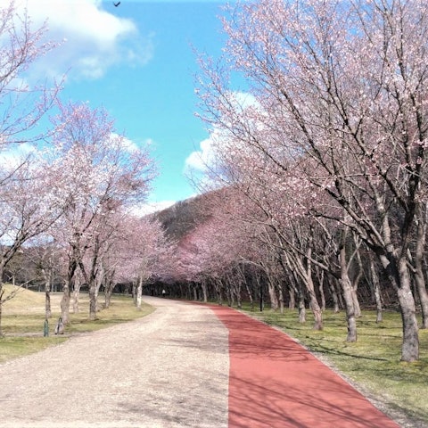 [Image1]🌸 Ezo Yamazakura in Tomakomai City has blossomed 🌸It is in full bloom in the city center, but is Mid