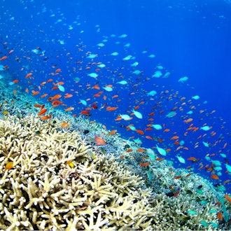 [Image2]So that you can choose Miyakojima as a travel destination that will be a memory of your lifetime, we