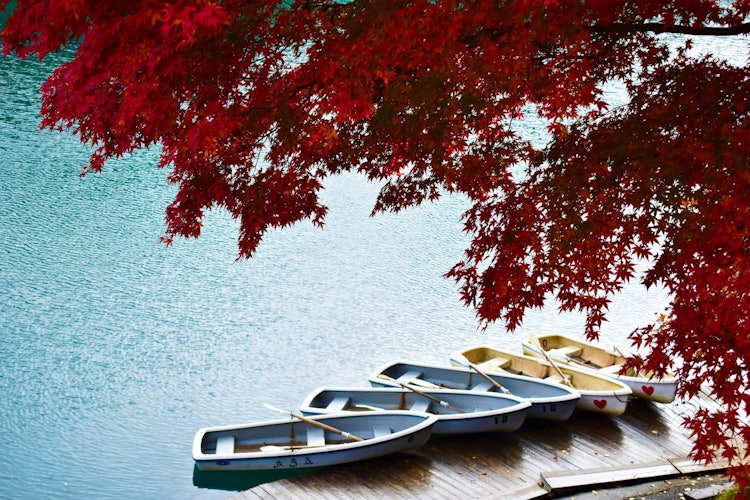 [相片1]一个悠闲的秋日午后，在五志沼池塘前...这个池塘的景色是难以形容的。所有的红叶树，池塘的蓝色水和池塘后面的山使它风景优美。享受池塘上的划船如何让游客开心。