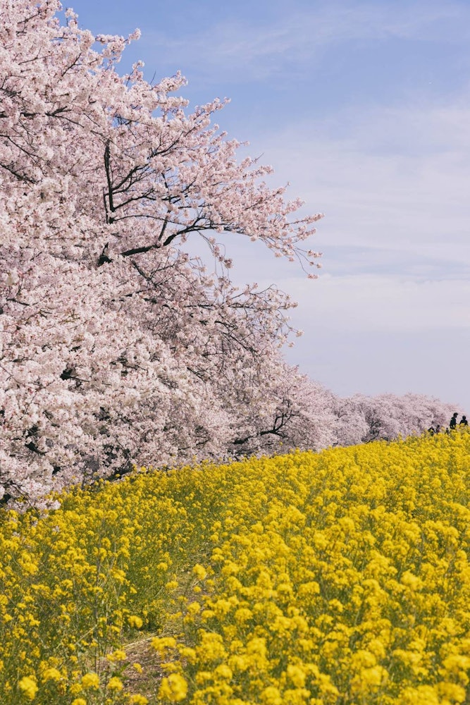 [相片1]一排排櫻花樹和油菜花 🌸📸這是埼玉縣熊谷市的一排櫻花樹是。每年三月，它沿著幾公里的河岸大量開花。 攤位上也擠滿了攤位。就個人而言，我認為😆它是埼玉縣的兩大櫻花樹之一最佳觀賞時間：3月下旬至4月上旬地點