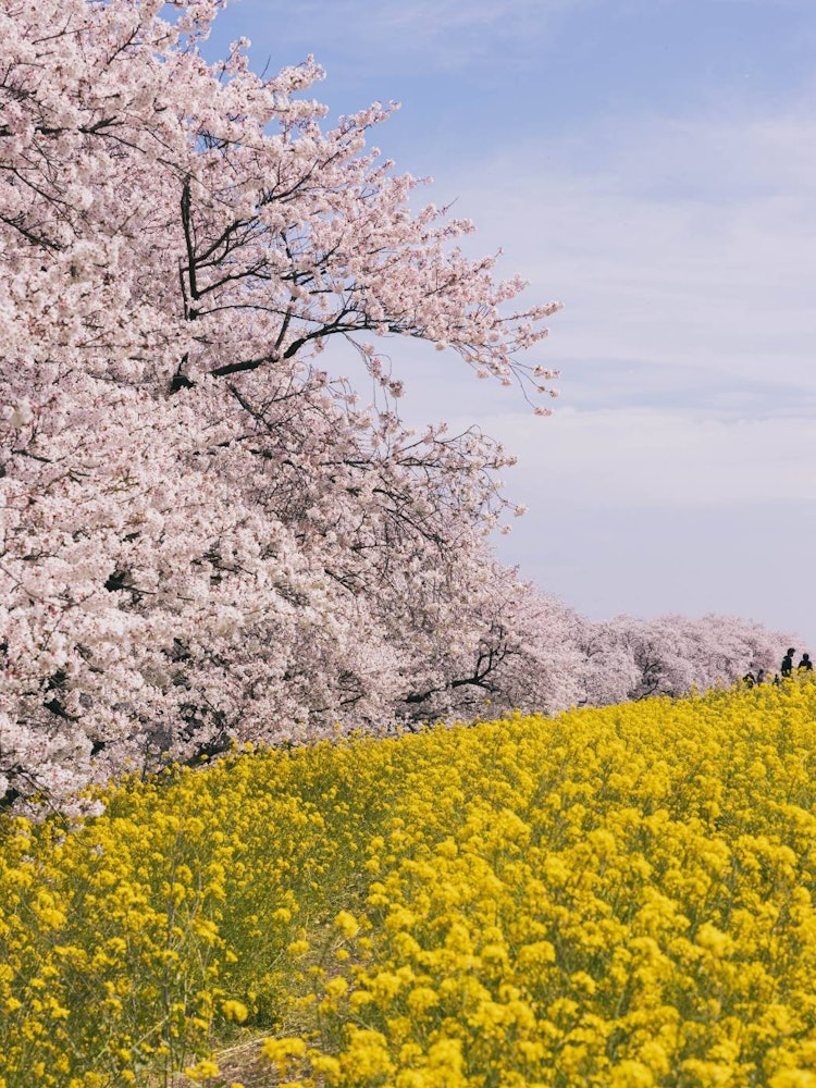 [Image1]Rows of cherry blossom trees and rape blossoms 🌸📸This is a row of cherry blossom trees in Kumagaya C