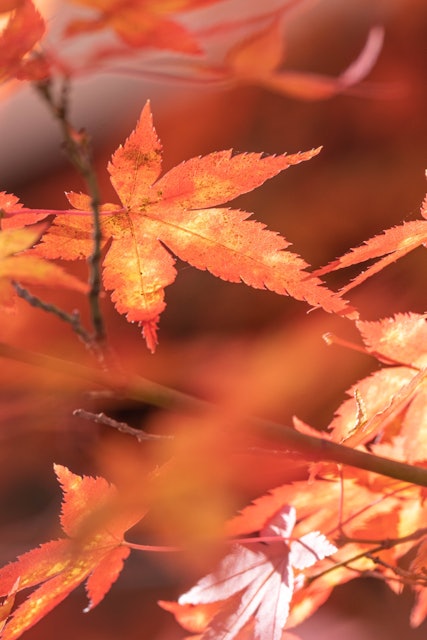 [画像1]2023.12.03 小倉山城じゃっこ寺にて初めて紅葉を楽しみに日本に行ったとき、幸運にも浄条小寺で紅葉のピークに出会えました!!あちこちに散りばめられた赤いカエデの色は、日本の四季の魅力に心を打たれ