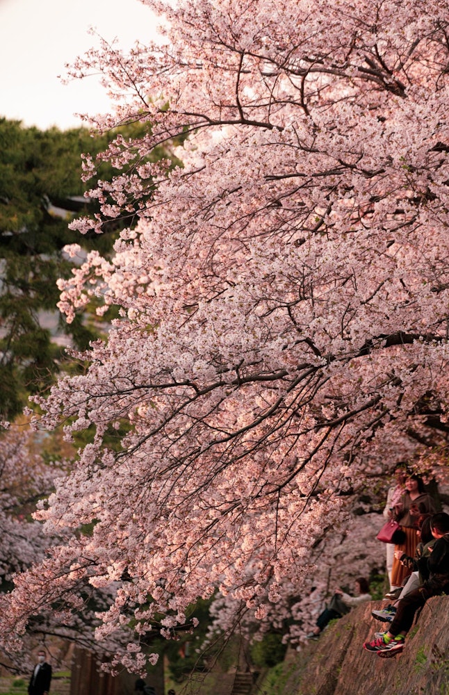 [相片1]兵库县 Sukugawa 公园 您可以在日本各地看到春天的樱花，但 Sukugawa 川很长，我只是散步就被治愈了。