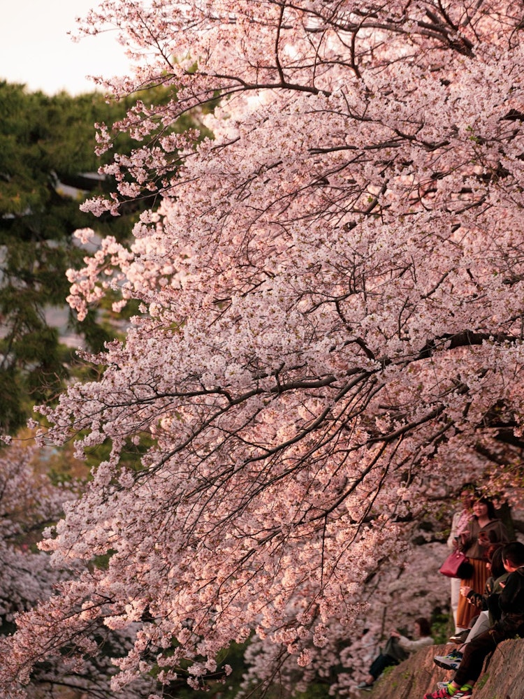 [画像1]兵庫県夙川公園 日本全国いろんな場所で春になると桜が見れるのですが夙川は結構長くて散歩してるだけで癒されました。