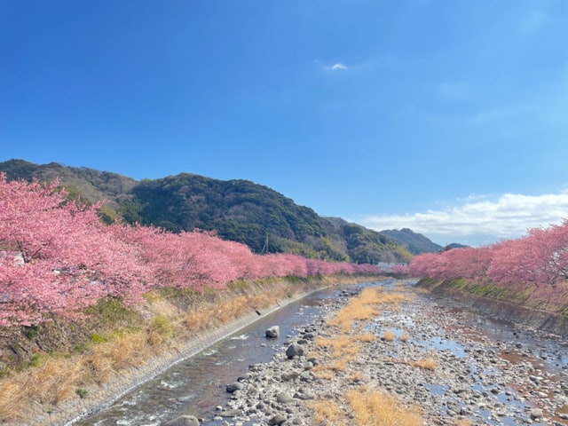 [画像1]静岡県河津町の河津桜並木です。 撮影日は2022年2月28日です。 八分咲き。 空の青さと山の緑、河津桜の濃いピンク色が美しい。