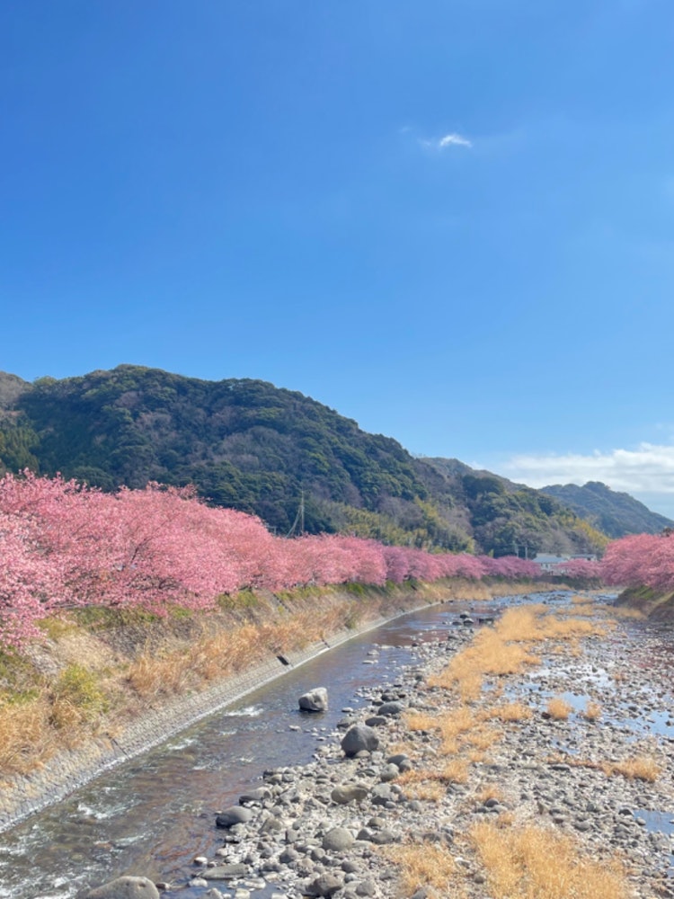 [Image1]It is a row of Kawazu cherry blossom trees in Kawazu Town, Shizuoka Prefecture. The shooting date is