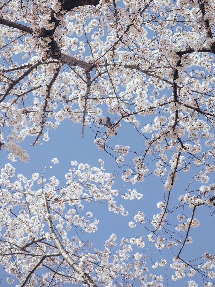 [相片1]日本的春天今年春天，我去京都看櫻花。淀川河公園的櫻花盛開，非常漂亮。