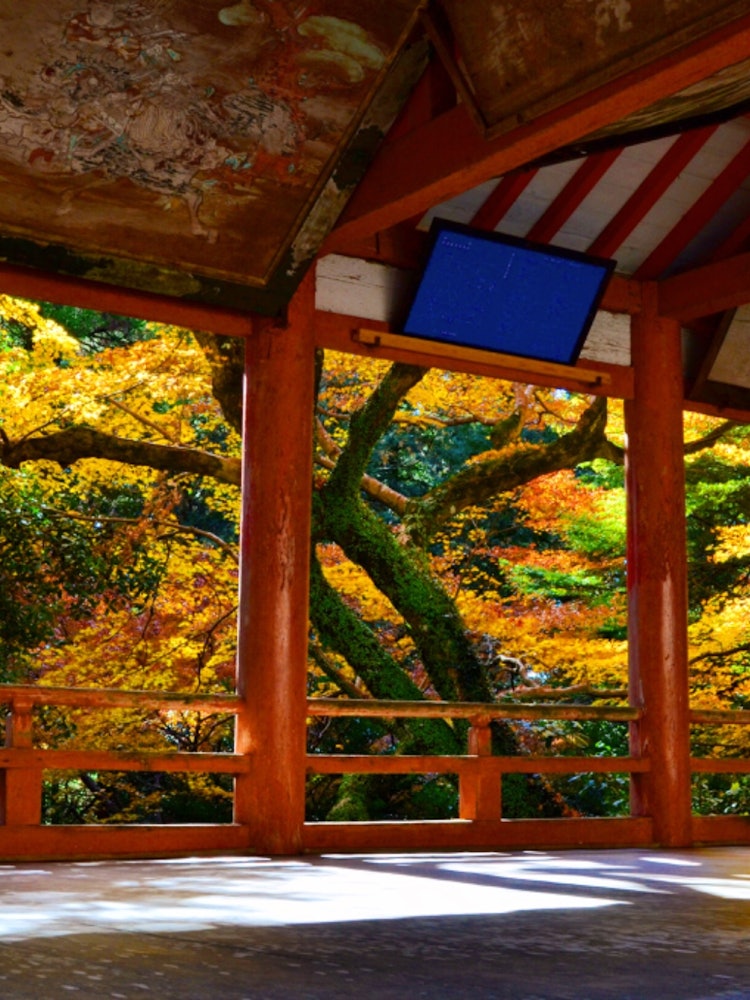 [Image1]It was founded in the 4th year of Tencho (827) Yusuhara Hachimangu Shrine (Oita City, Oita Prefectur