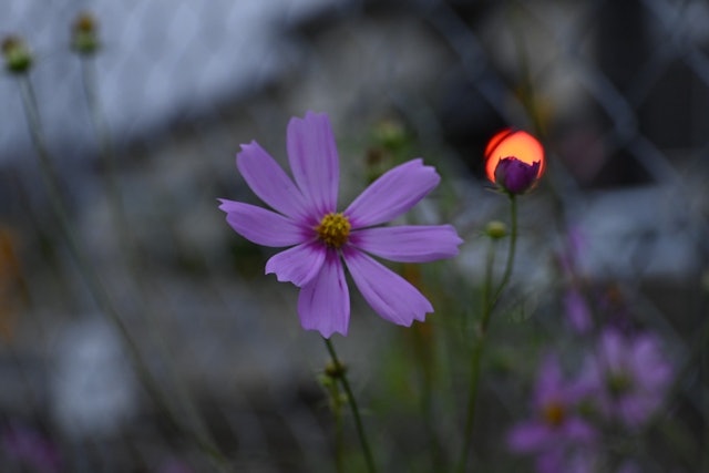 [画像1]コスモス×踏切は撮りたいと思っていた構図の1つです。一見分かりにくいですがつぼみに乗るように踏切の警告灯が見えます。この時間帯(夕方)の花はどこか悲しさも感じられて好きです。