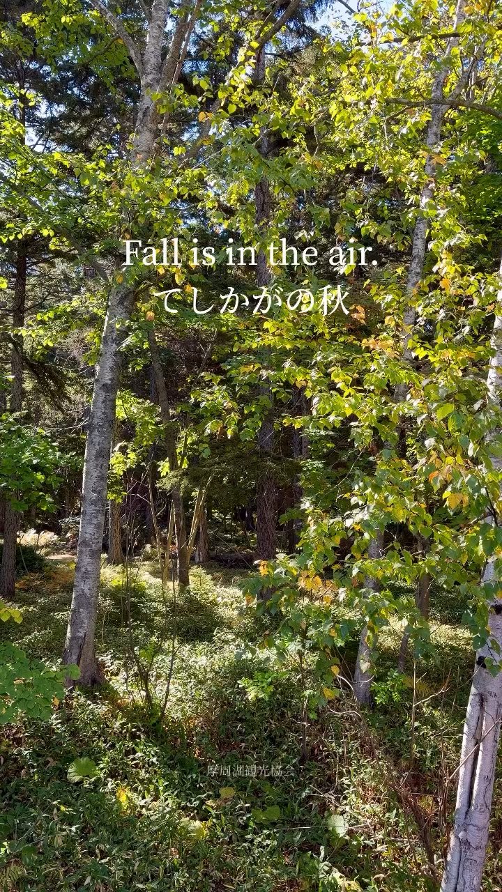 [Video1]🍂Teshikaga in Autumn🐴This year's peak foliage is said to be around mid-October, but I think the curr